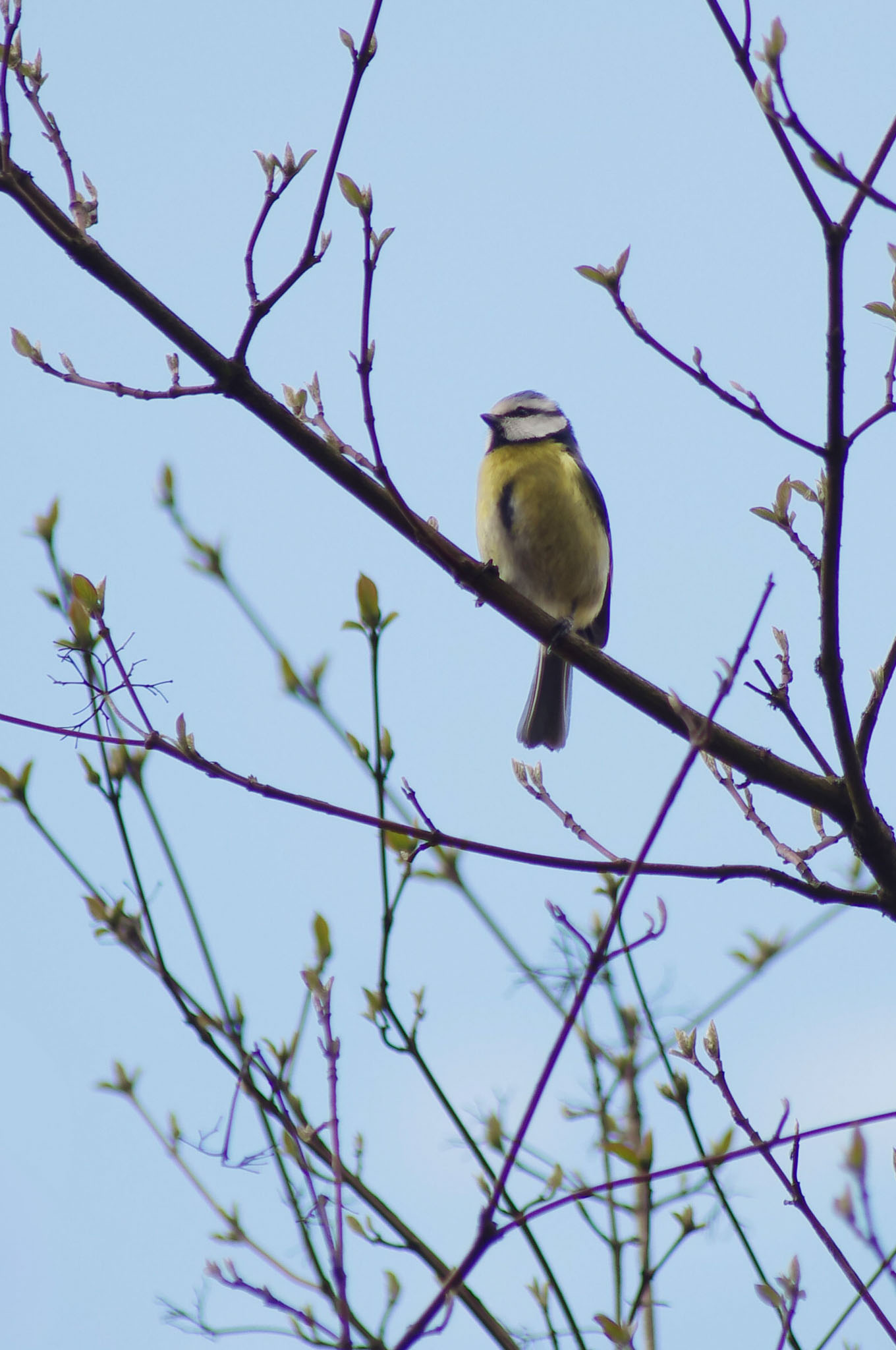Mésange